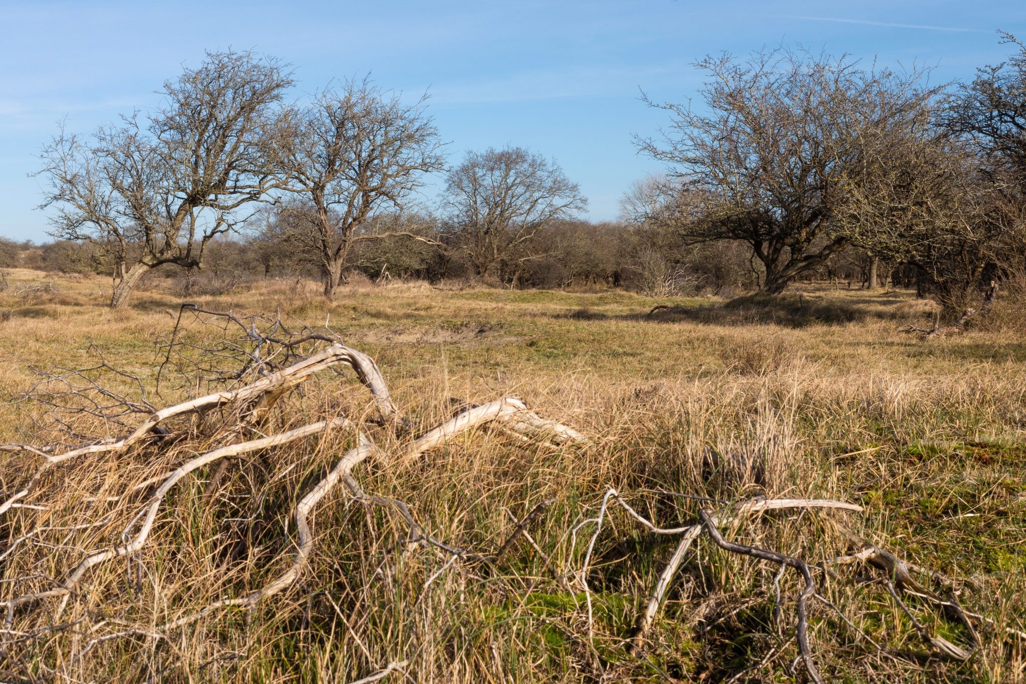 Open duingrasland met verspreide bomen en struweel in Meijendel