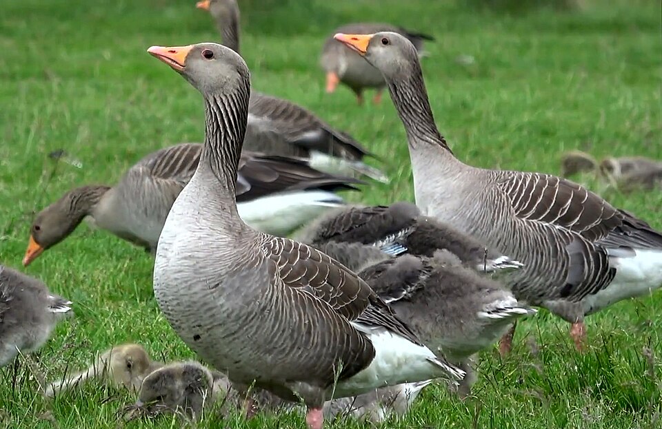 Grauwe Gans