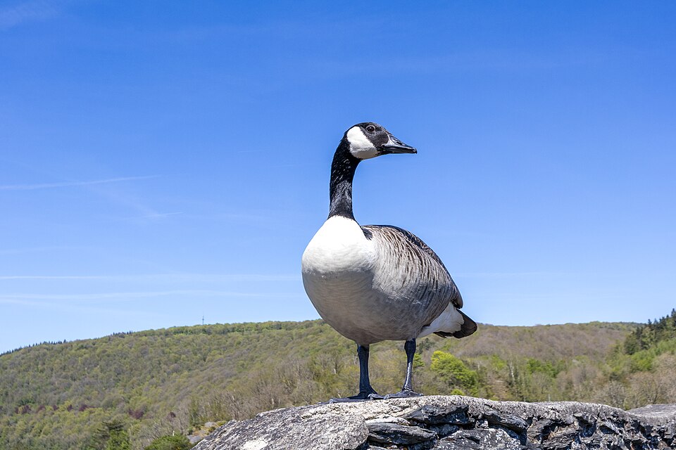 Grote Canadese Gans