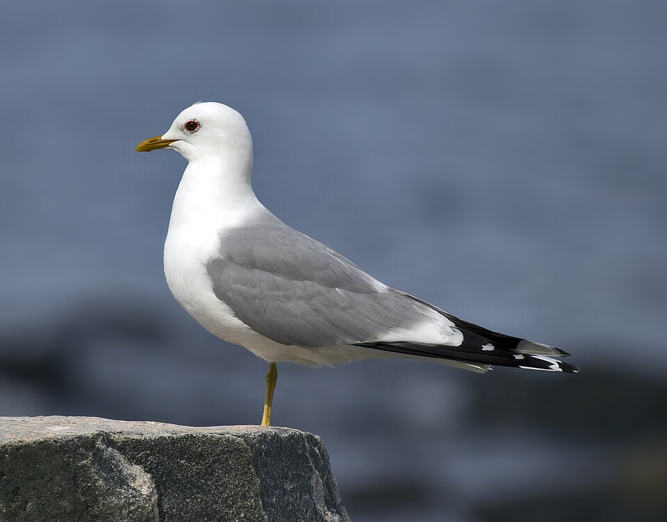 Stormmeeuw