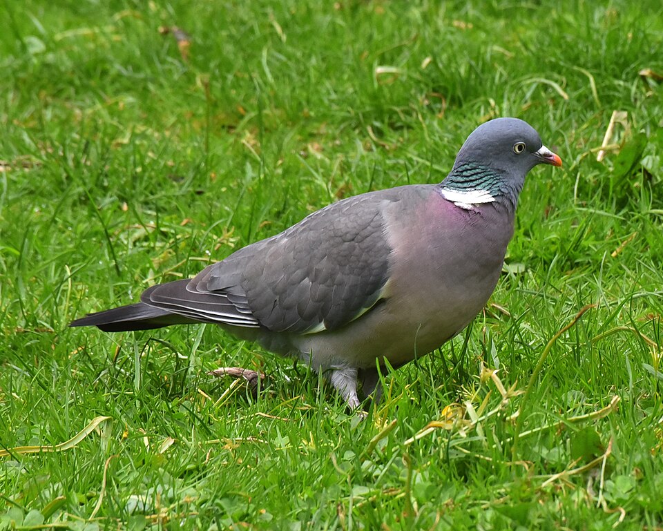 Houtduif