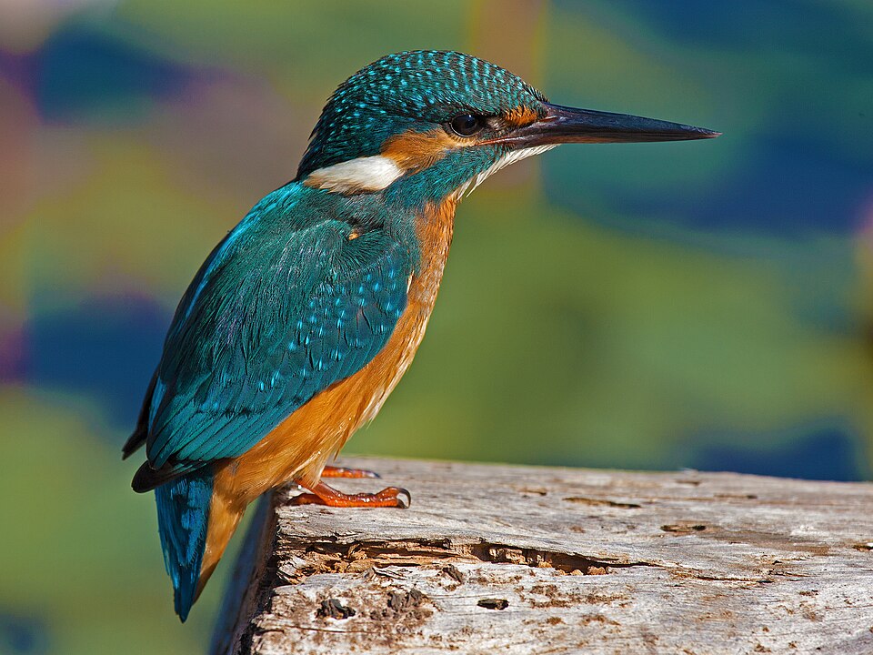 IJsvogel