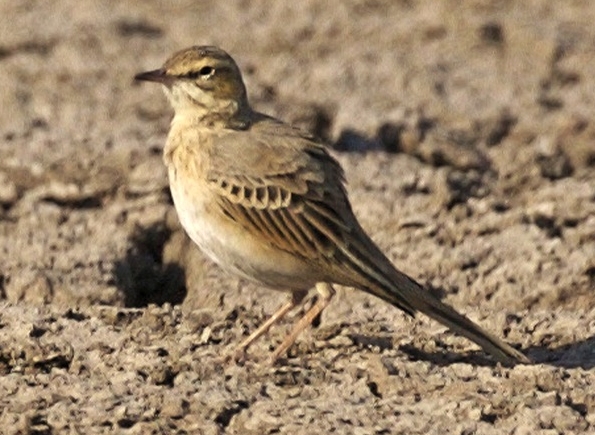 Duinpieper