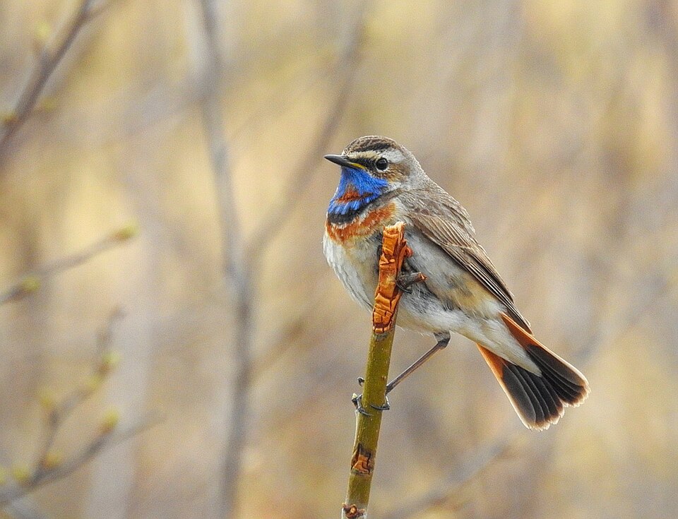Blauwborst