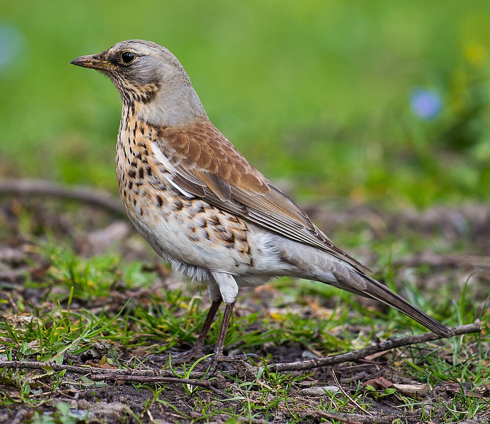 Kramsvogel
