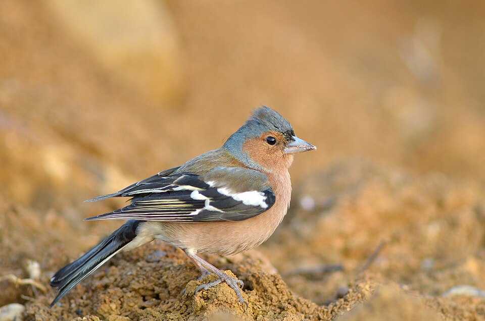Vink