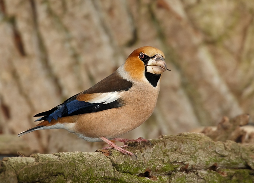Appelvink