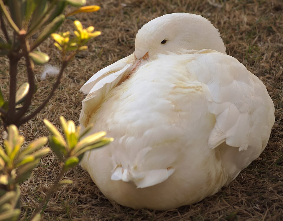Soepeend